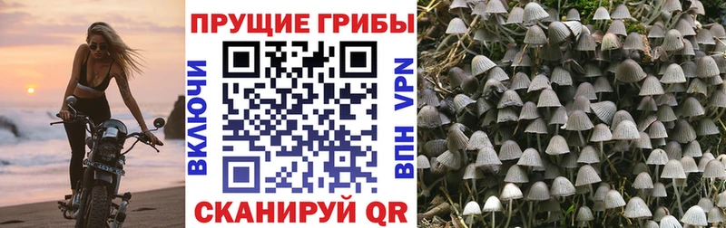 Купить где  Бобров  Галлюциногенные грибы прущие грибы 